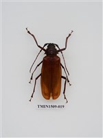 藏品(蓬萊巨顎天牛)的圖片